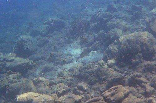 European Bream
