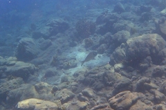 European Bream