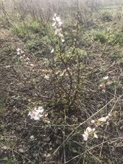 Prunus tomentosa