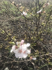 Prunus tomentosa