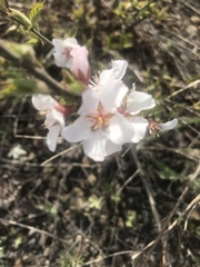 Prunus tomentosa