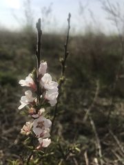 Prunus tomentosa