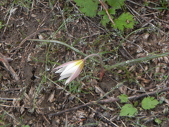 Tulipa biflora