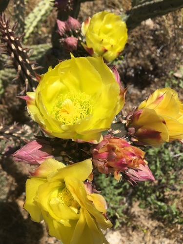 California cholla (Cylindropuntia californica)