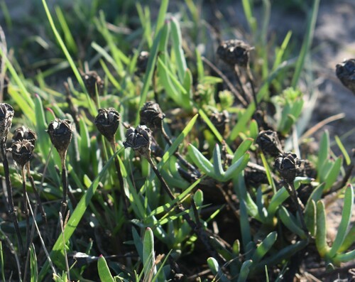 Image of Lampranthus spectabilis by (c) Justin Ponder, some rights reserved (CC BY)