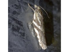 Technitis cataractis