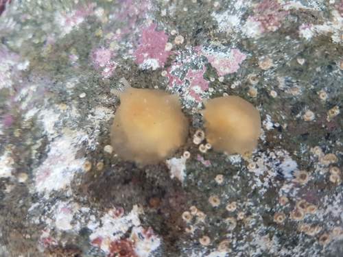 Berthella medietas
