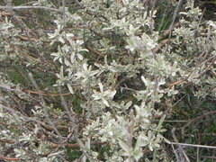 Atriplex cana