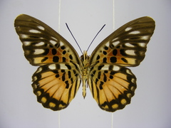 Pseudacraea warburgi