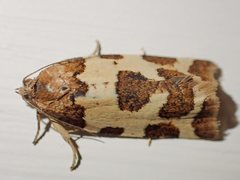 Subfurcatana schematica