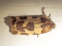 Subfurcatana schematica