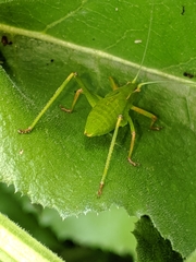 Platylyra californica