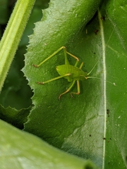 Platylyra californica