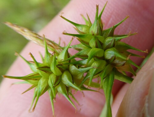 Large yellow-sedge (Carex flava)