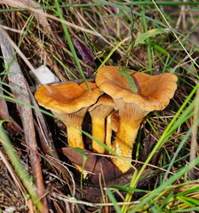Austropaxillus