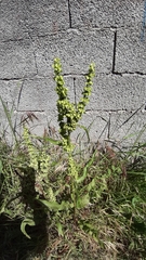 Rumex spathulatus
