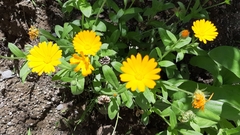 Calendula officinalis
