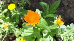 Calendula officinalis