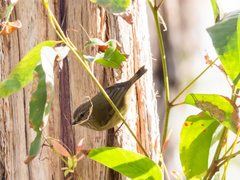 Acanthiza lineata lineata