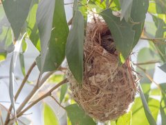 Acanthiza lineata lineata