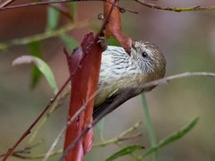 Acanthiza lineata lineata