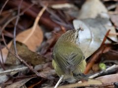 Acanthiza lineata lineata