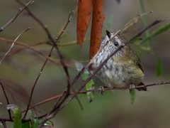 Acanthiza lineata lineata