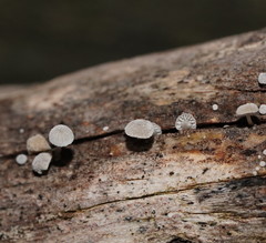 Mycena piringa