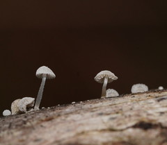 Mycena piringa