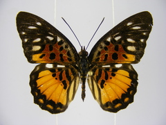 Pseudacraea warburgi