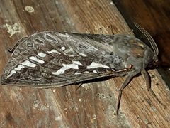 Abantiades argentata