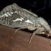 Rain Moth - Photo (c) David Akers, some rights reserved (CC BY-NC-SA), uploaded by David Akers