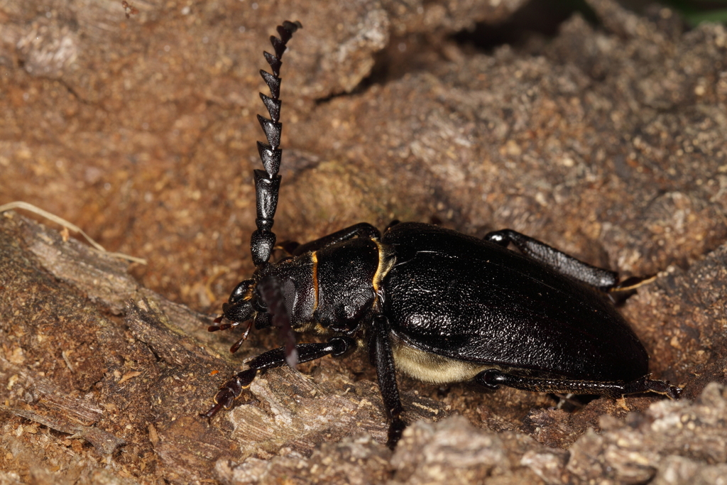 Tanner Beetle