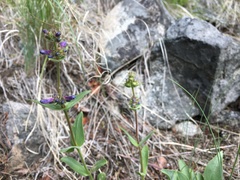 Penstemon pruinosus