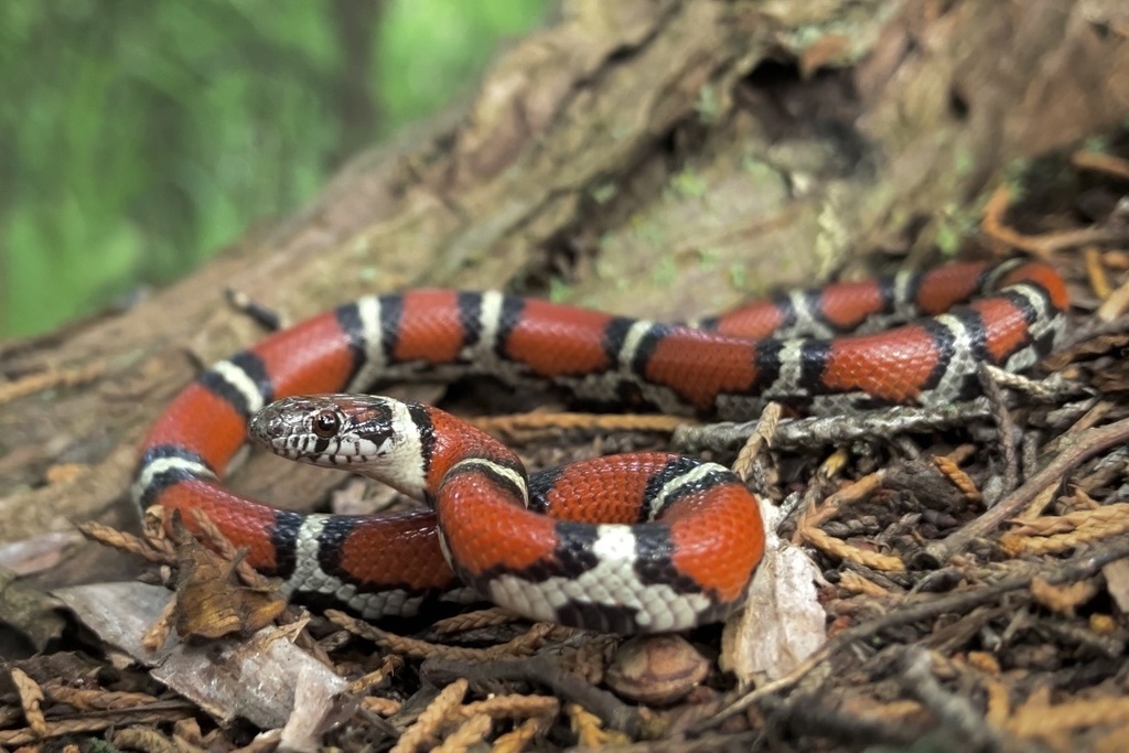 Serpent du lait (Lampropeltis triangulum)