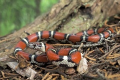 Eastern Milksnake photo 2