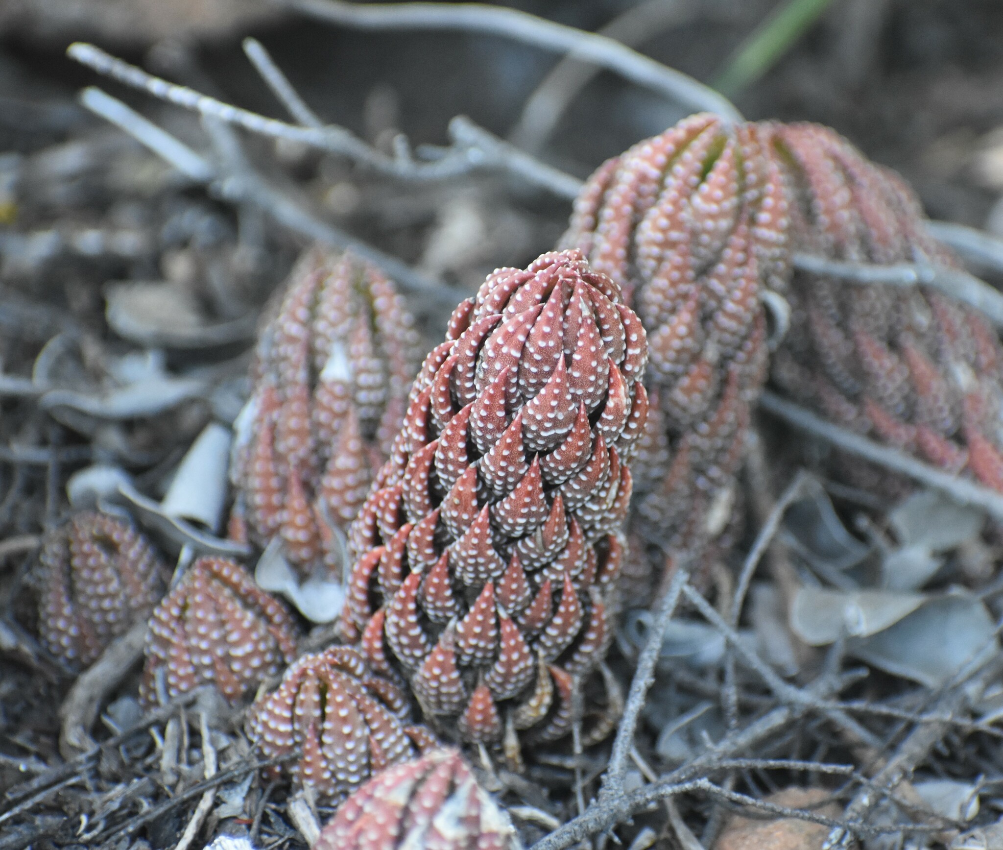 Haworthiopsis coarctata