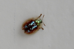 Cassida subreticulata