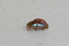 Cassida subreticulata