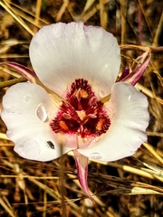 Calochortus simulans