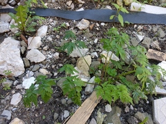 Anthriscus sylvestris