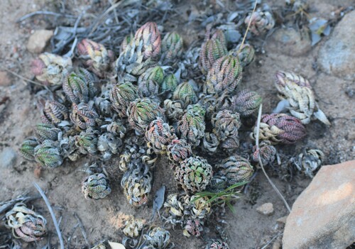 Image of Haworthiopsis coarctata by (c) Justin Ponder, some rights reserved (CC BY)