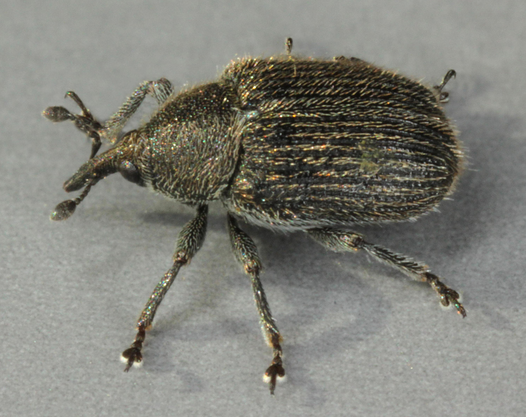 Rhinusa