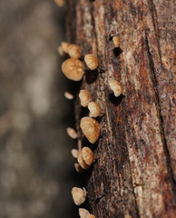 Marasmius alveolaris