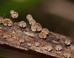 Marasmius alveolaris
