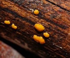 Trichoderma nothescens