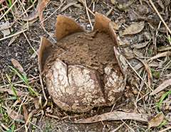 Mycenastrum corium