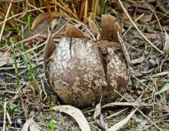 Mycenastrum corium
