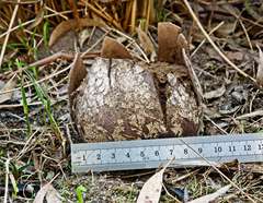 Mycenastrum corium