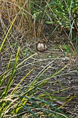 Mycenastrum corium